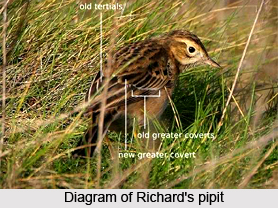 Richard`s Pipit, Indian Bird