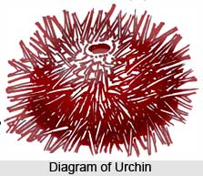 Sea Urchins, Indian Marine Species