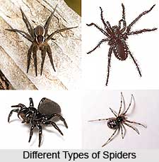Spider, Insect