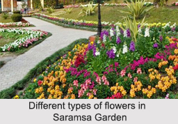 Saramsa Garden, Sikkim