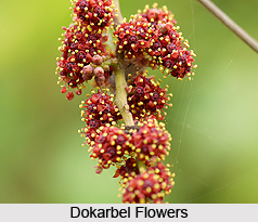 Dokarbel, Grape Vine, Indian Medicinal Plant