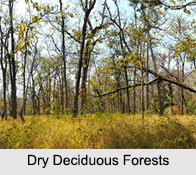 Temperate Deciduous Forests