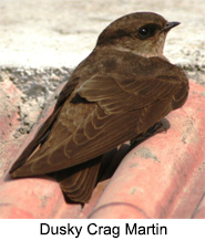 Indian Martins, Indian Birds