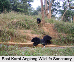Wildlife Sanctuaries of Assam