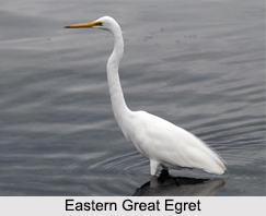 Indian Egrets, Indian Birds