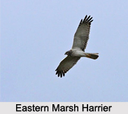 Indian Harriers, Indian Birds