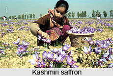 Economy of Jammu & Kashmir