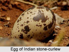 Indian Stone-Curlew, Indian Bird