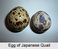 Japanese Quail, Indian Bird