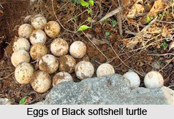 Black Softshell Turtle, Indian Reptileq
