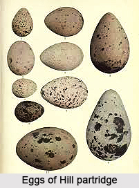 Hill partridge, Indian Bird