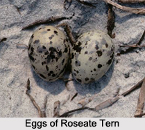 Roseate Tern, Indian Bird