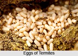 Termites, White Ants