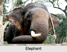 Wildlife in Karnataka