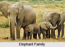 Elephant, Indian Animal