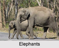 Flora and fauna of Karnataka, Indian Flora and Fauna