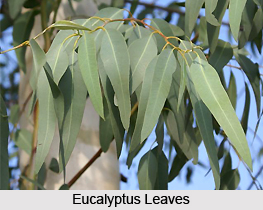 Eucalyptus Oil