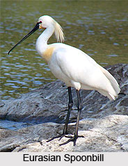 Point Calimere Sanctuary, Tamil Nadu
