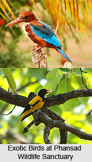 Phansad Wildlife Sanctuary, Raigad District, Maharashtra