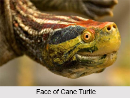 Cochin Forest Cane Turtle, Indian Reptile