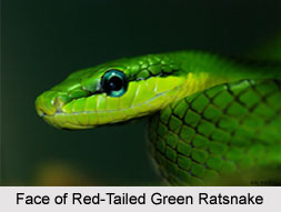 Red-Tailed Green Ratsnake, Indian Reptile