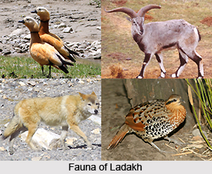 Flora and Fauna of Ladakh