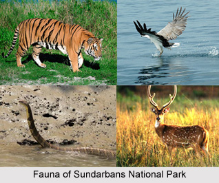 Sundarbans National Park, West Bengal