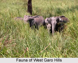 Natural Resources in West Garo Hills District