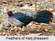 Kalij Pheasant, Indian Bird