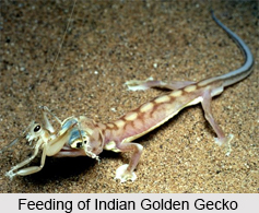 Indian Golden Gecko, Indian Reptile