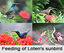 Loten`s Sunbird, Indian Bird