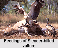 Slender-Billed Vulture, Indian Bird