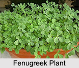 Fenugreek Seeds, Types of Spice