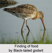 Black-Tailed Godwit, Indian Bird