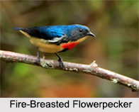 Indian Flowerpeckers