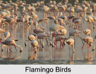 Wildlife in Kutch, Indian Wildlife