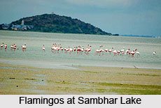Sambhar Lake Wildlife Sanctuary, Rajasthan
