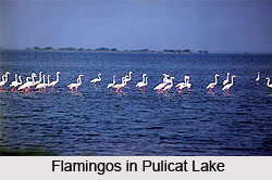 Ecological Significance of River Godavari, Indian River