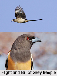 Grey Treepie, Indian Bird