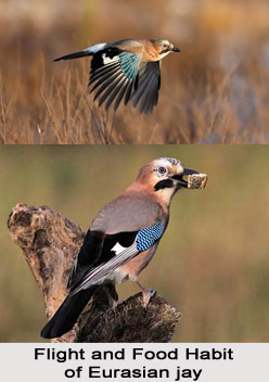 Eurasian Jay, Indian Bird
