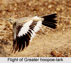 Greater Hoopoe-Lark, Indian Bird
