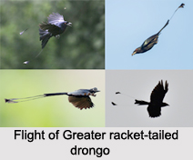 Greater Racket-Tailed Drongo, Indian Bird