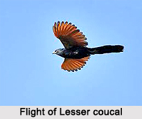 Lesser Coucal, Indian Bird