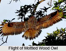 Mottled wood owl, Indian Bird