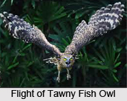 Tawny Fish Owl, Indian Bird