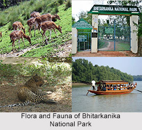 Bhitarkanika Mangrove Forest, Odisha