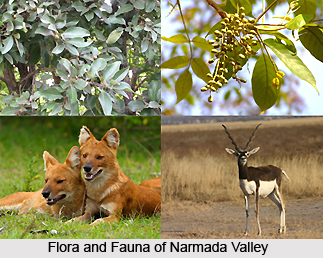 Narmada Valley Dry Deciduous Forests in India