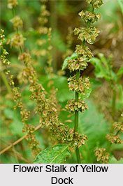 Yellow Dock, Indian Medicinal Plant
