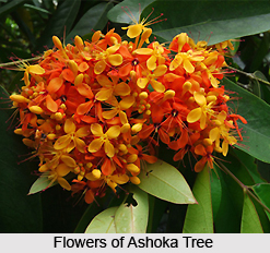 Saraca Indica , Indian Plant