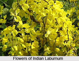 Indian Laburnum , Indian Plant